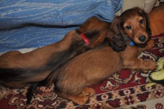 jamnik d�ugow�osy